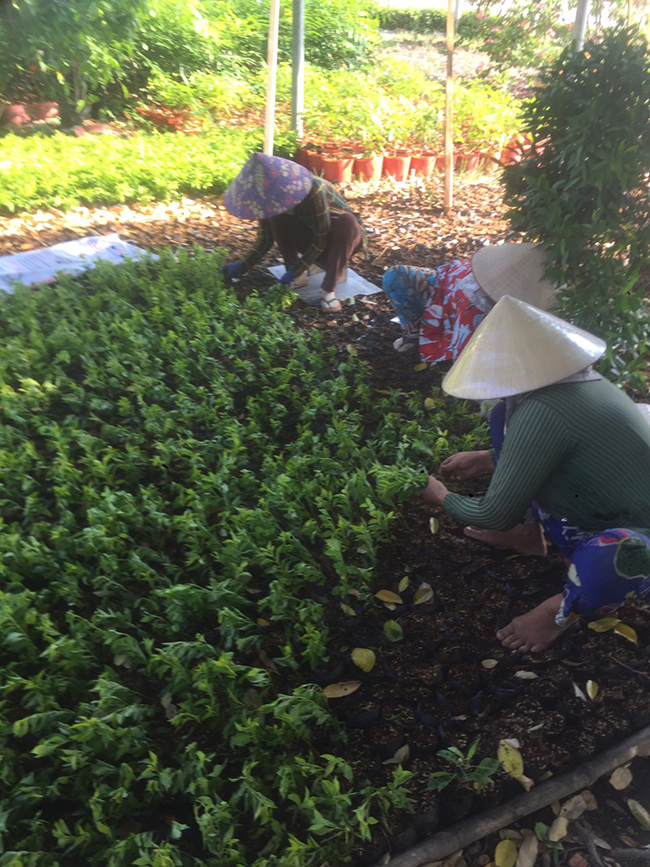 Khu công nghiệp Phú An Thạnh